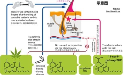 通过大麻尿检是否也可以通过大麻毛发检查？