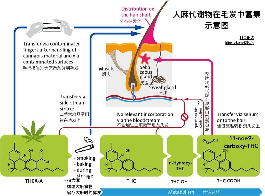 通过大麻尿检是否也可以通过大麻毛发检查？