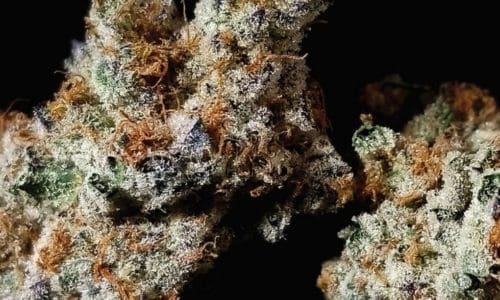 飓风过境(Slurricane)