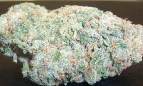 香槟大麻（Champagne）