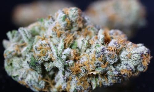 果冻镰刀大麻（Jellysickle）