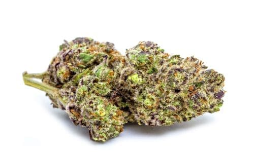 紫兰博麻（Purple Lamborghini）