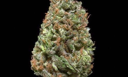 黑三角大麻（Black Triangle）