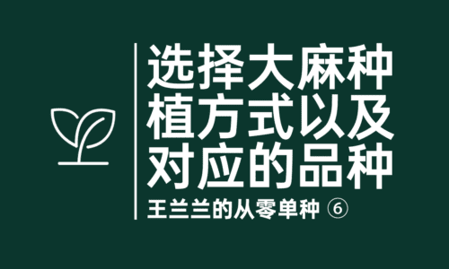 6 - 选择大麻种植方式以及对应的品种