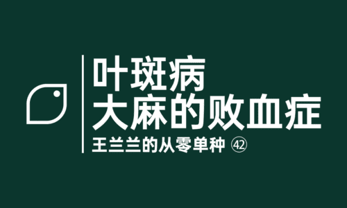 41 - 叶斑病，大麻的败血症