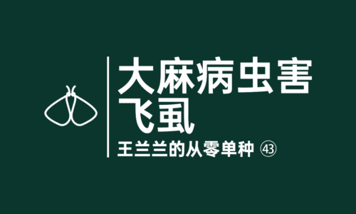 42 - 大麻病虫害：飞虱