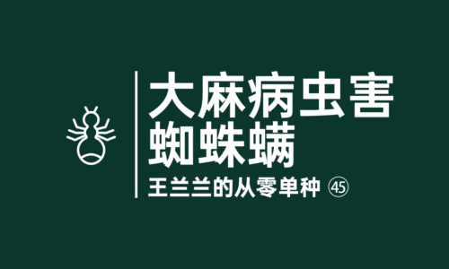 44 - 蜘蛛螨，最常见的大麻害虫