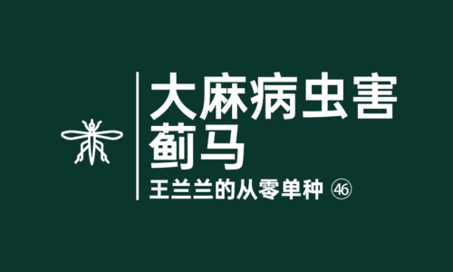 45 - 大麻的病虫害：蓟马