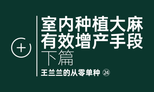 23 - 室内种植大麻的有效增产手段:打顶、摘心、揉枝
