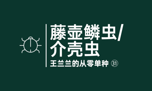 30 - 大麻病虫害:藤壶鳞虫/介壳虫