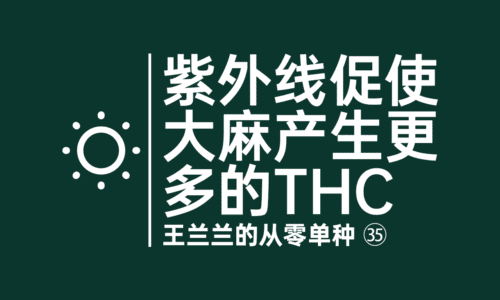 34 - 紫外线促使大麻产生更多的THC