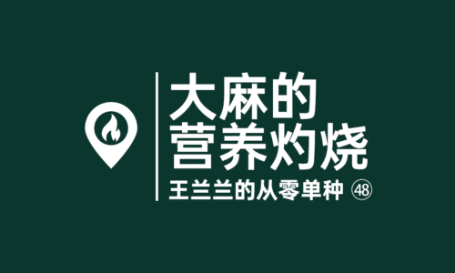 47 - 大麻的营养灼烧