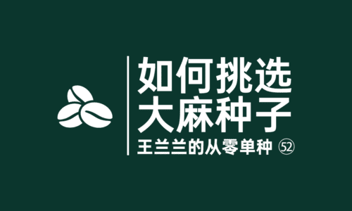 51 - 怎么挑选称心如意的大麻种子