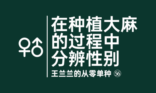 55 - 种植大麻的过程中分辨性别