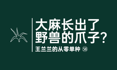 57 - 大麻长出了野兽的爪子？