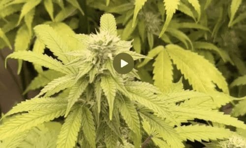 请问何老师：一加CO2叶子就变黄了是什么原因导致的呢？关掉CO2两天又慢慢恢复