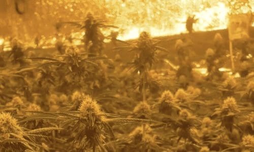 请问何老师：大麻长叶不长花，花头很小怎么办？