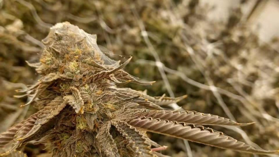 鸡尾酒杀虫配方 一劳永逸解决大麻种植所有病虫害，安全，有机，适用于所有植物