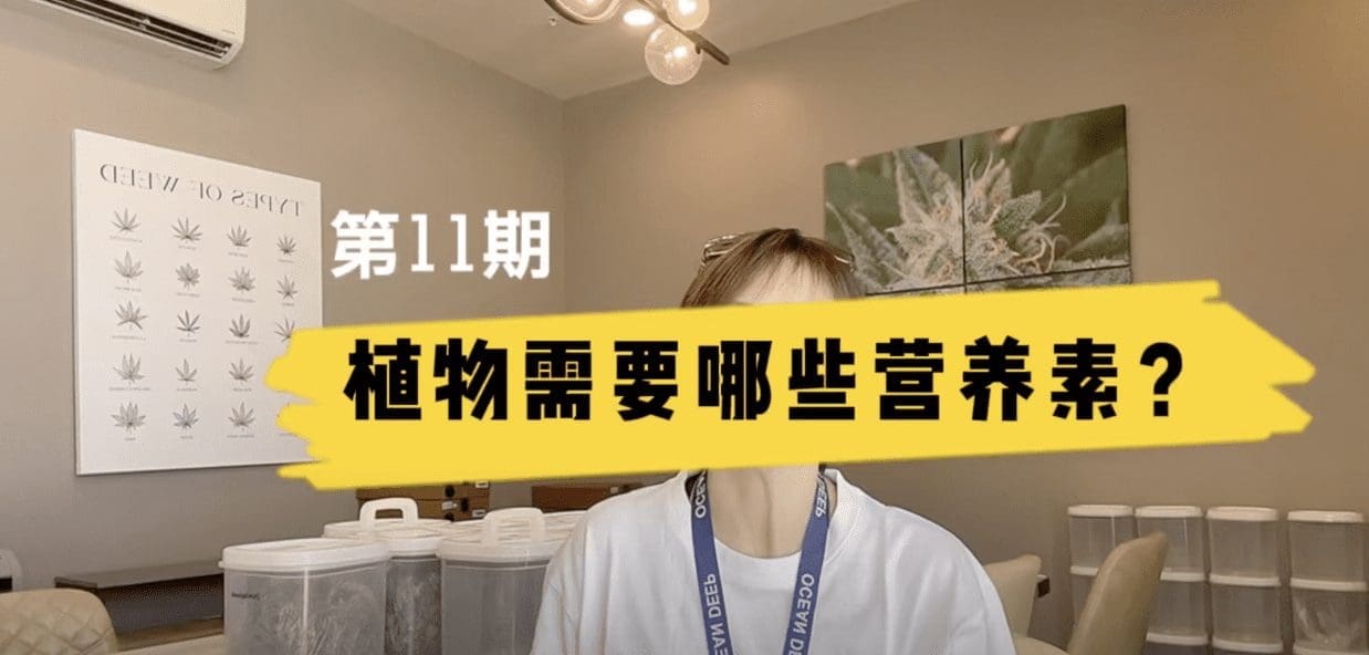 第11期: 大麻种植需要哪些营养素？
