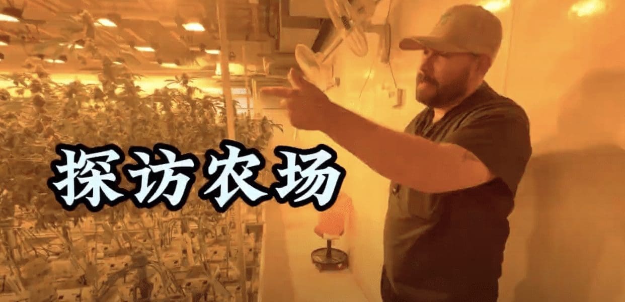 第12期：探访大麻农场，规模不大但有自己个性