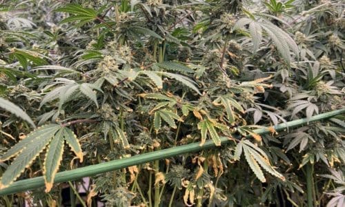 请问何老师：打花7周了，叶子烧成这样是怎么回事？