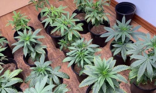 请问何老师：叶子边缘什么原因黄黄的一圈？