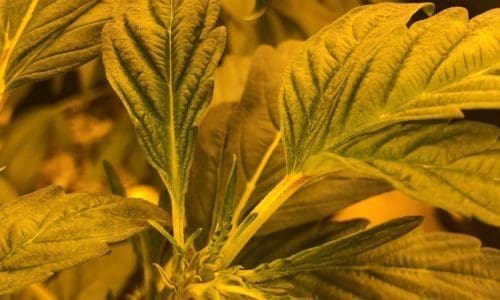 请问何老师：这是什么原因呢？朋友树养成坏了