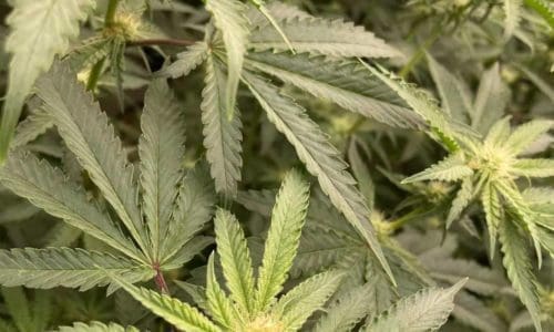 请问何老师：开花二周，几棵树的花头成金色的了，昨天上的营养液，温度在80左右，湿度在65