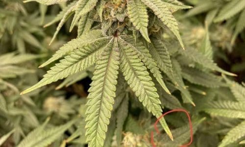 请问何老师：叶尖发黄代表什么？