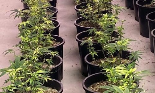 请问何老师：这是什么怪病？