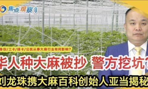华人种植大麻被抄背后有套路?刘龙珠律师特邀大麻百科创始人亚当揭秘:华人大麻种植户屡被抄 因当地警方挖坑钓鱼?华人种植户如何保障权益?无身份/工卡/绿卡/公民从事大麻行业有何影响?|焦点观察07/05