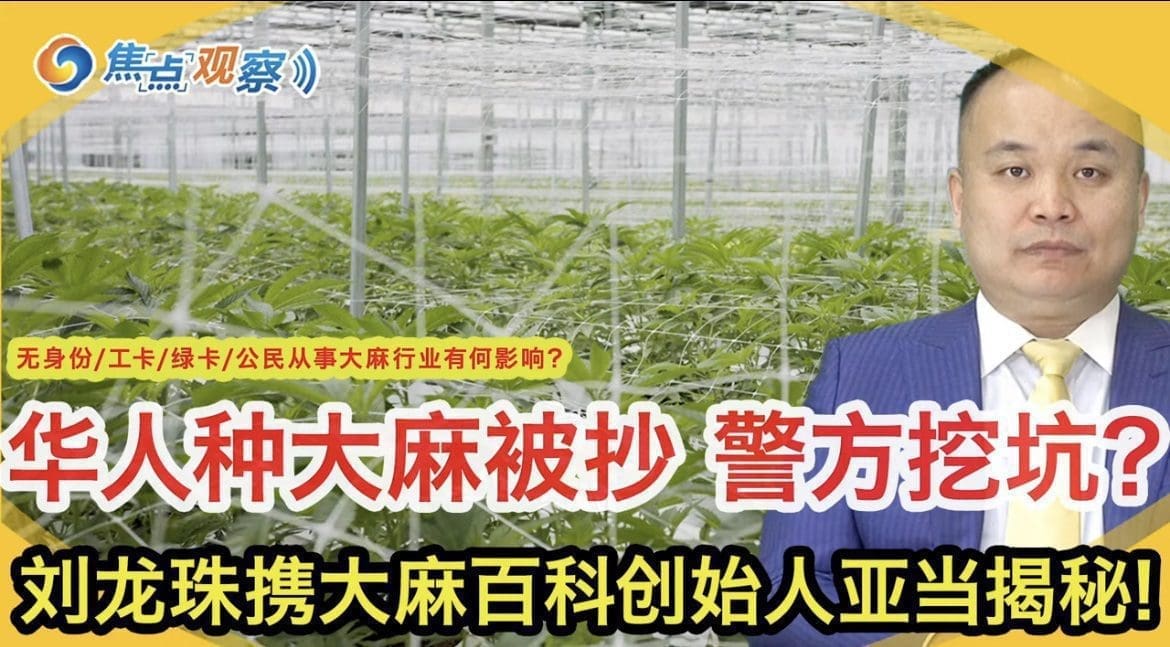 华人种植大麻被抄背后有套路？刘龙珠律师特邀大麻百科创始人亚当揭秘：华人大麻种植户屡被抄 因当地警方挖坑钓鱼？华人种植户如何保障权益？无身份/工卡/绿卡/公民从事大麻行业有何影响？|焦点观察07/05