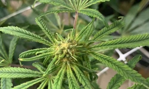 请问何老师:是什么原因造成花开了黄黄黑黑的没有白须呢?