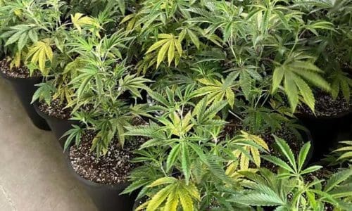 请问何老师:小树为什么叶片发黄那?