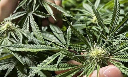 请问何老师:原来我的白金转灯打花8-10左右开始开花,这次慢了六七天,差不多两周才开花,现在三周加两天,花蕾还没有母指大,正常吗?