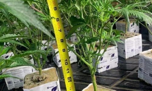 请问何老师:树从北加州运到la,放灯下有几十棵变成了这个样子,装车前有部分缺水,但是有加一部分,请问是什么情况