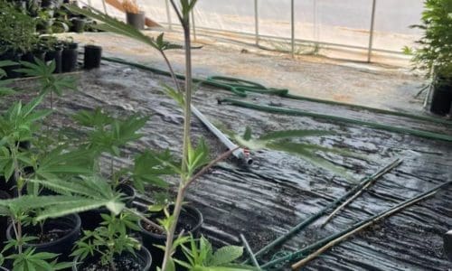 请问何老师:芽签换一加仑苗一直长高边枝出不来,这是我药水用错了吗,还是什么原因? 及若干短问