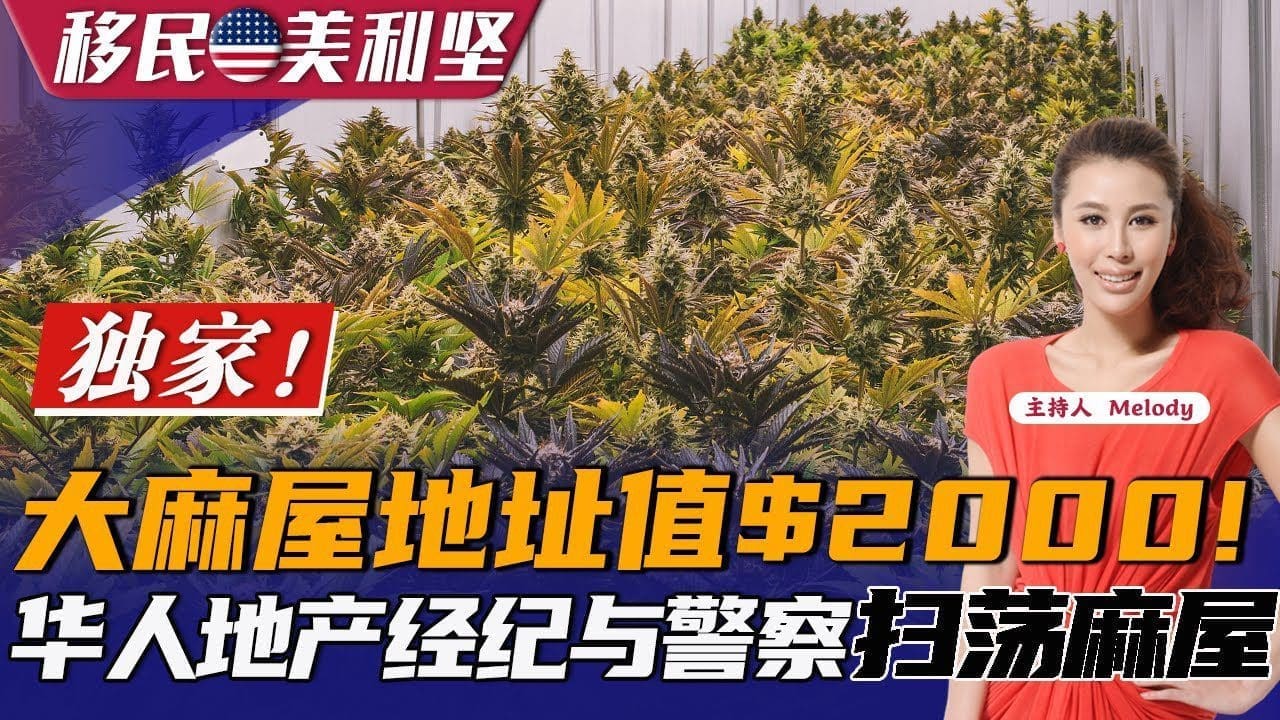 惊心动魄：大麻屋地址可售$2000!华人地产经纪参与警察扫荡大麻屋全经历！《移民美利坚》20220719第178期