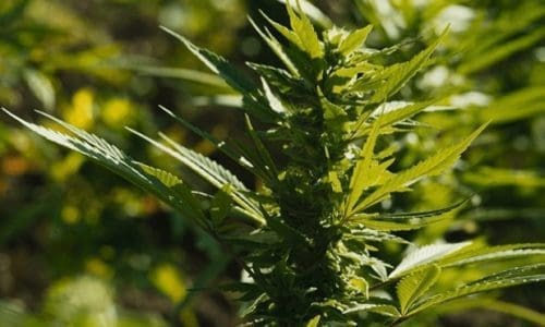 未雨绸缪，关于大麻的那些法律常识以及应对方法（一）