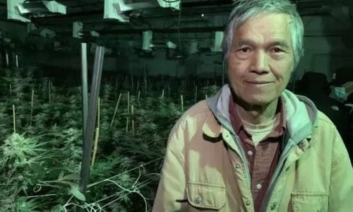 从非法到合法 华裔七旬退役陆官20年种大麻经验「像印钞票！」