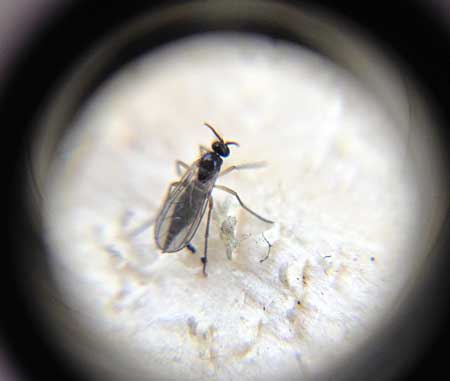 36 - 传播腐烂的细小蚊虫，蕈蚊