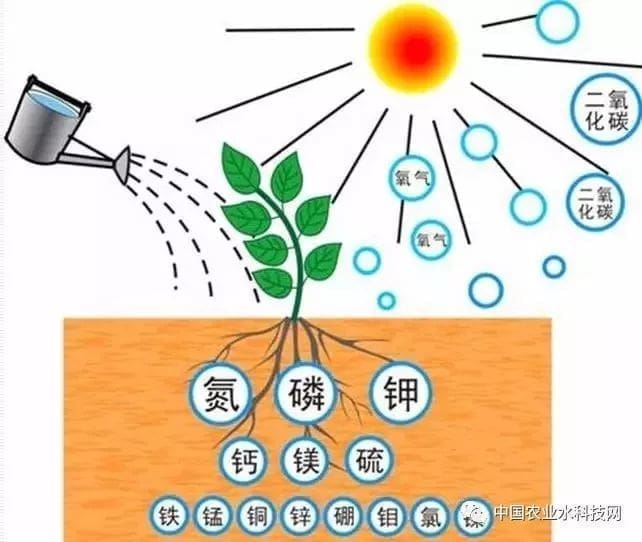 9 - 为移植大麻种子准备盆和土