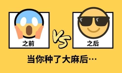 加州农夫一天的日常工作【LA伟叔分享大棚种植经验】