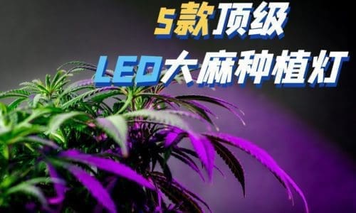 5款顶级商业LED大麻种植灯推荐 专业LED生长灯