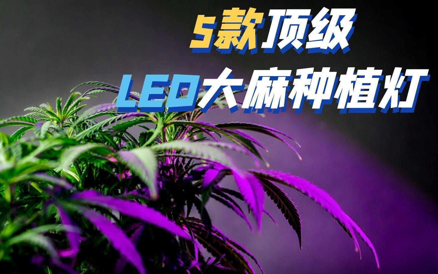 5款顶级商业LED大麻种植灯推荐 专业LED生长灯