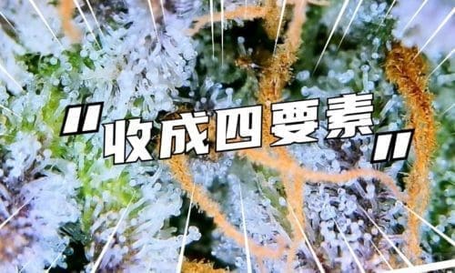 请问何老师：baba第八周最后一天,  是否可以收了？放大镜观察毛状体判断收割时间，恕学生愚钝，请何老师看一下这收割时间到了吗？