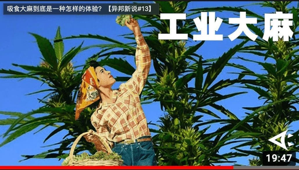 【了解一下】大麻，只是毒品吗？什么时候人们开始谈麻色变？丨箭厂 ArrowFactory Doc