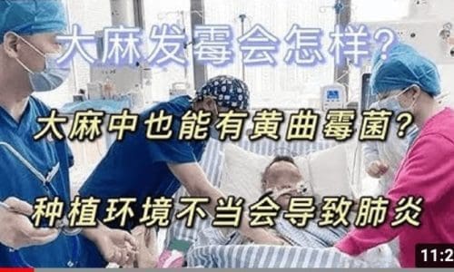 汉麻大麻发霉了怎么办? 能使用吗?能卖吗? 霉菌致死?