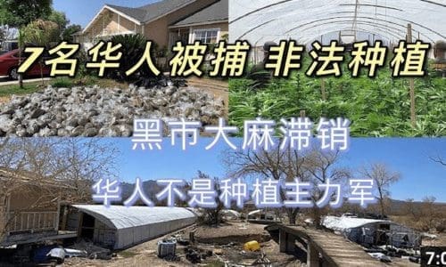 7名华人在南加州非法种植大麻被抓 | 透过新闻看到的三个行业动态