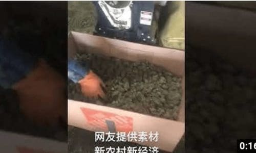 专用剪花机,节省人工。视频素材由网友提供